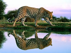Spotted Reflections at the Watering Hole, Leopard, Africa
